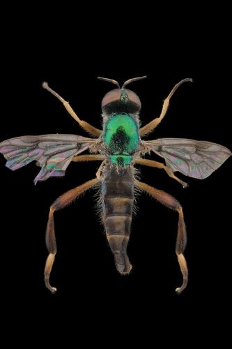 Réf. 294 749 : Chorisops sp.
